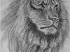 Nr.316  König der Tiere  20x28 - 24x30  Kreide / Bleistift / Kohle 